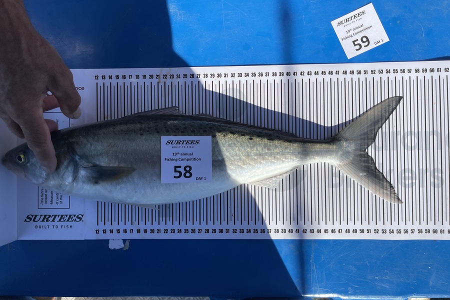 Kevin OMalley caught this 50.5cm Kahawai at Bay of Plenty during The Export NZ Fishing Competition