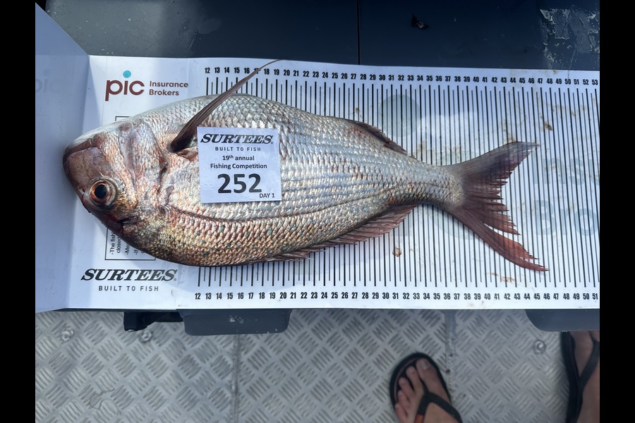 Regan Parkes caught this 42.0cm Snapper at Bay of Plenty during The Export NZ Fishing Competition