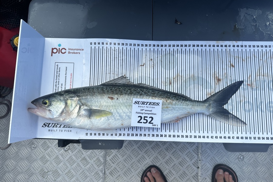 Regan Parkes caught this 44.5cm Kahawai at Bay of Plenty during The Export NZ Fishing Competition
