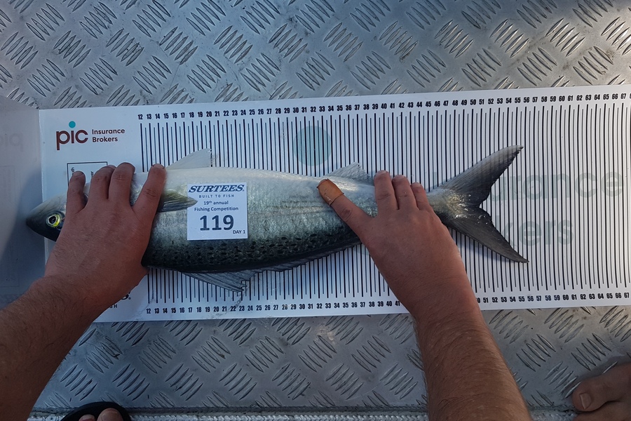 Jos Tocker caught this 49.5cm Kahawai at Bay of Plenty during The Export NZ Fishing Competition