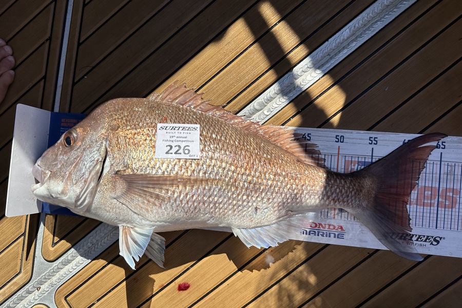 Ben Brown caught this 60.5cm Snapper at Bay of Plenty during The Export NZ Fishing Competition
