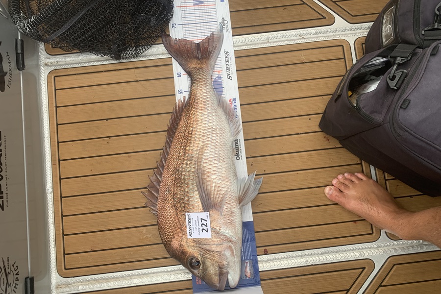 Brad Martin caught this 69.0cm Snapper at Bay of Plenty during The Export NZ Fishing Competition
