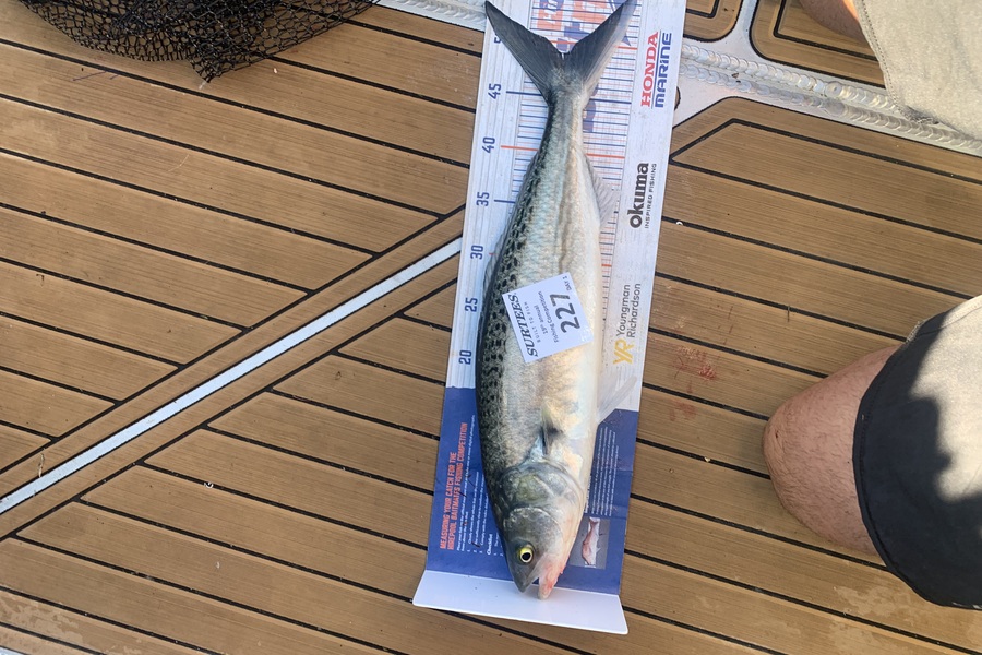 Brad Martin caught this 49.0cm Kahawai at Bay of Plenty during The Export NZ Fishing Competition
