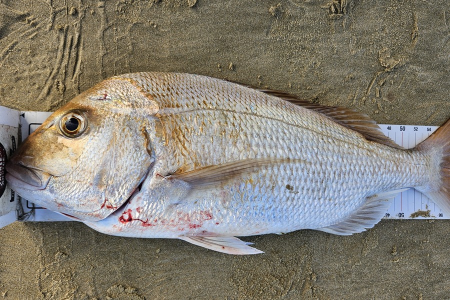 Kane Wrigglesworth  caught this 60cm Snapper at Northland during The Export NZ Fishing Competition
