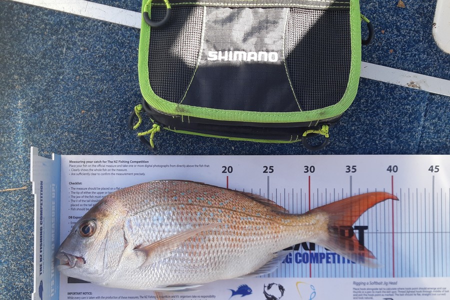 Ron Rolston caught this 35.0cm Snapper at Nelson/Marlborough during The Export NZ Fishing Competition