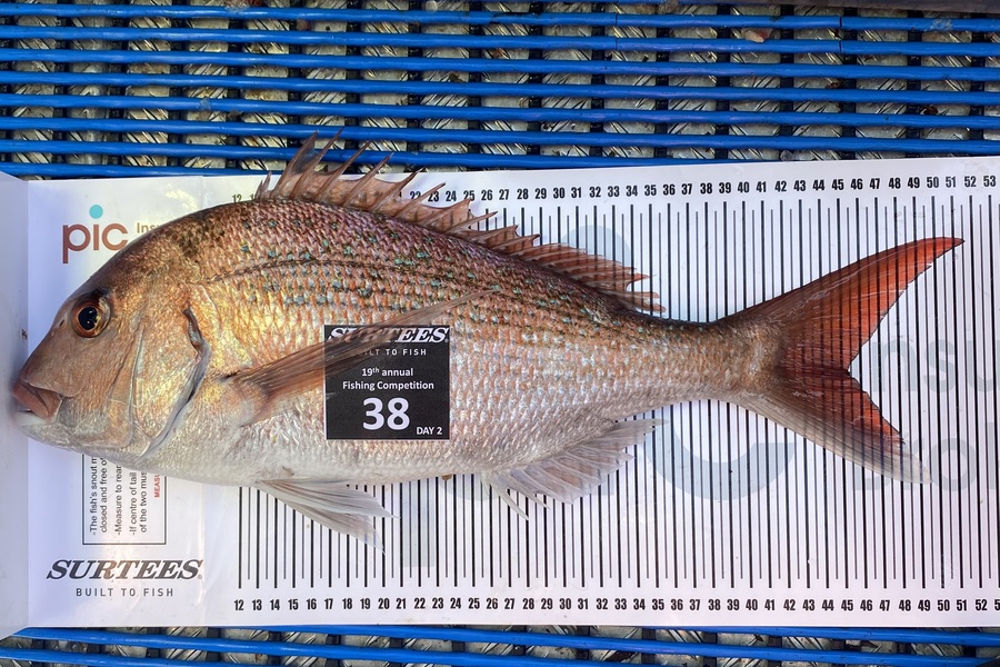 Rob Hardie caught this 45.5cm Snapper at Bay of Plenty during The Export NZ Fishing Competition