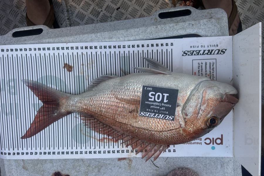 Ryan Holder caught this 40.0cm Snapper at Bay of Plenty during The Export NZ Fishing Competition