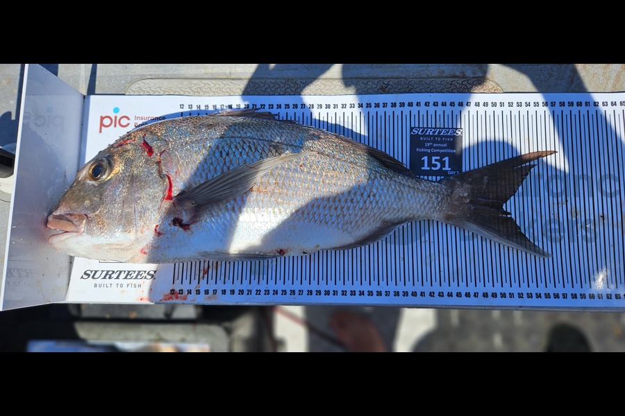 Steve Cranefield caught this 50.5cm Snapper at Bay of Plenty during The Export NZ Fishing Competition