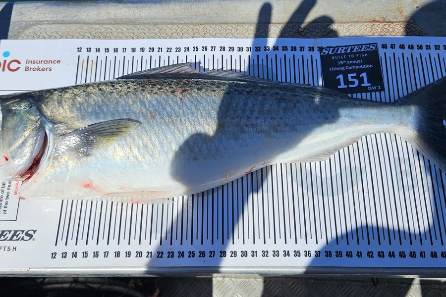 Steve Cranefield caught this 51.0cm Kahawai at Bay of Plenty during The Export NZ Fishing Competition