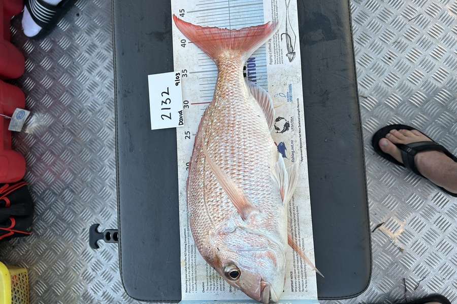 David  Harris caught this 41.0cm Snapper at Auckland during The Export NZ Fishing Competition