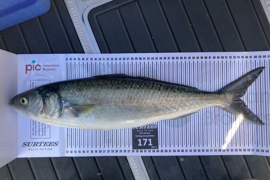 Stuart Urquhart caught this 54cm Kahawai at Bay of Plenty during The Export NZ Fishing Competition