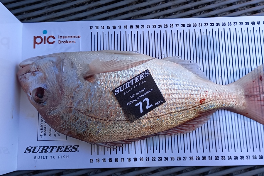 Janet Macky caught this 41.0cm Snapper at Bay of Plenty during The Export NZ Fishing Competition