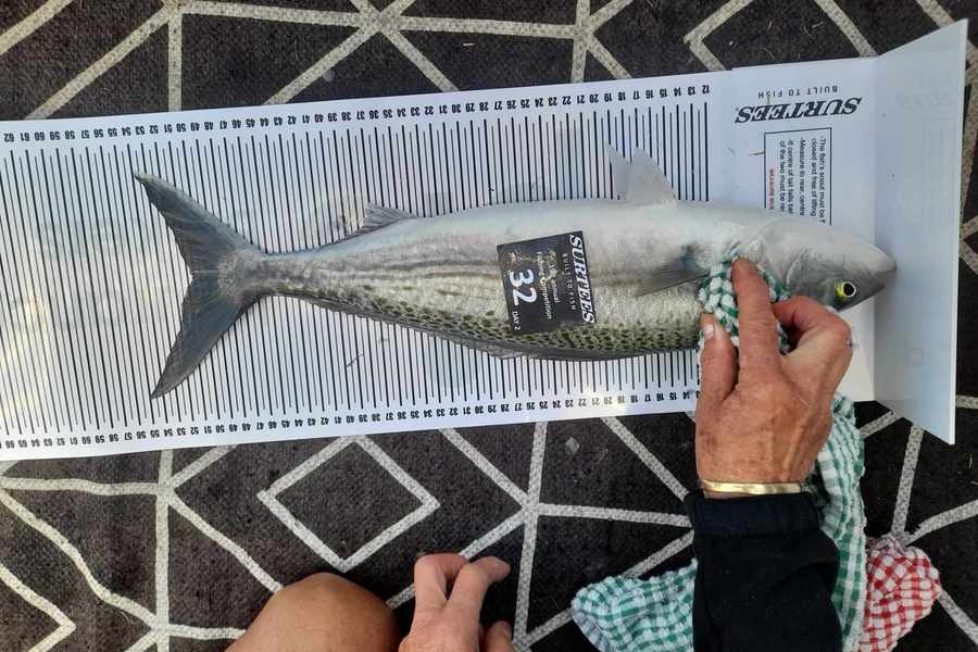 Sandy Davies caught this 50.5cm Kahawai at Bay of Plenty during The Export NZ Fishing Competition