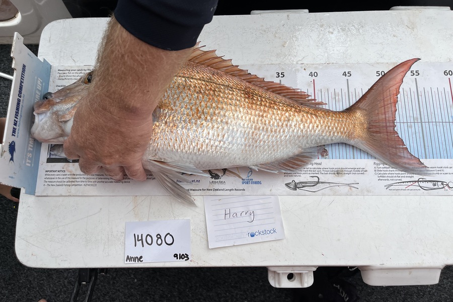 Anne Lindsay caught this 51.0cm Snapper at Auckland during The Export NZ Fishing Competition