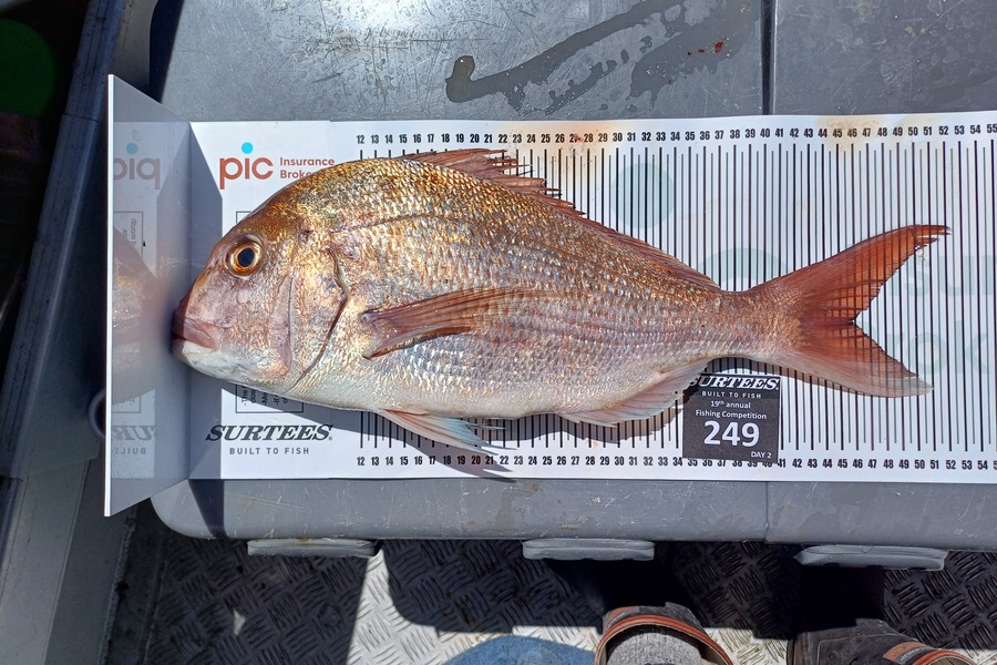 James Wright caught this 46.0cm Snapper at Bay of Plenty during The Export NZ Fishing Competition