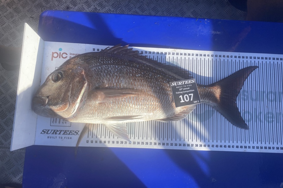 Kelly Burchett caught this 48.0cm Snapper at Bay of Plenty during The Export NZ Fishing Competition