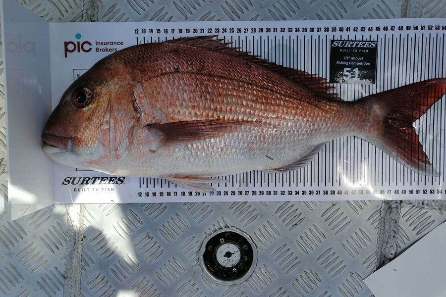 Geoff Bradford caught this 50.0cm Snapper at Bay of Plenty during The Export NZ Fishing Competition