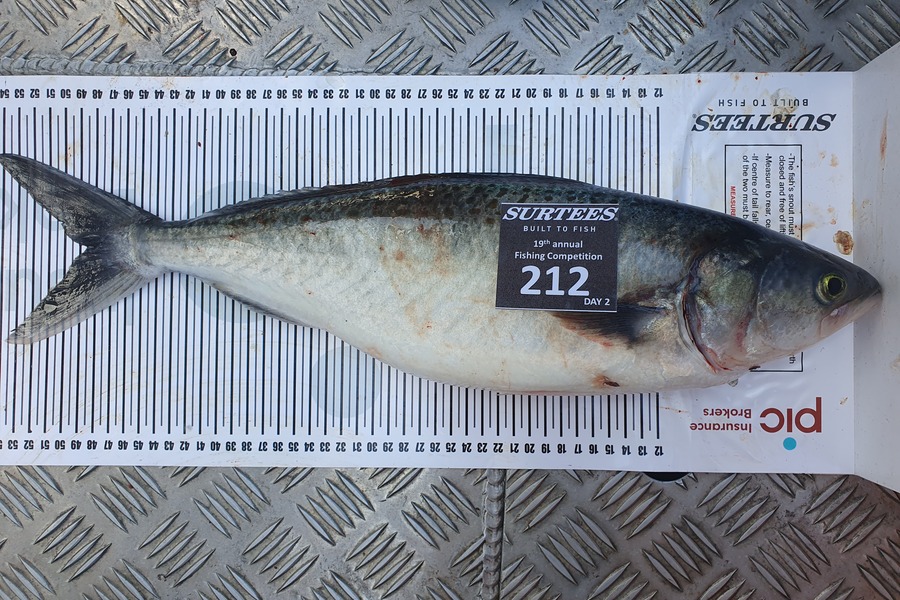 Harry Manhood caught this 48.5cm Kahawai at Bay of Plenty during The Export NZ Fishing Competition