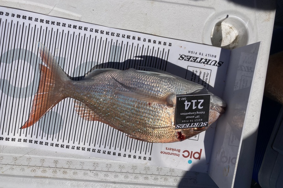 Robyn Lamborn caught this 35.0cm Snapper at Bay of Plenty during The Export NZ Fishing Competition