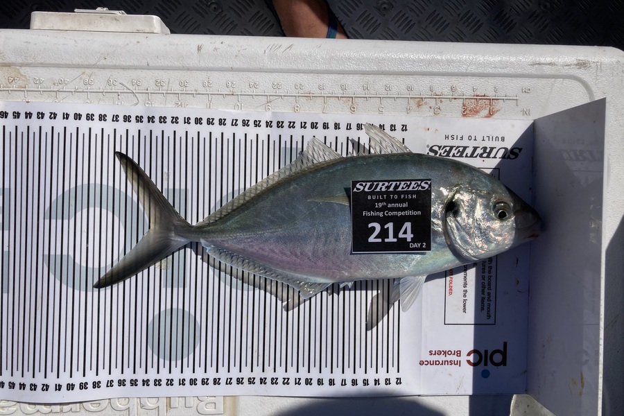 Robyn Lamborn caught this 34.0cm Trevally at Bay of Plenty during The Export NZ Fishing Competition
