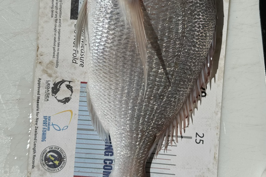 aaron trembath caught this 34.0cm Snapper at Auckland during The Export NZ Fishing Competition