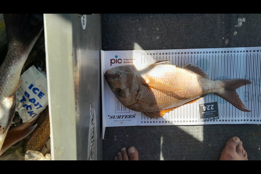 Dennis Davey caught this 43.0cm Snapper at Bay of Plenty during The Export NZ Fishing Competition