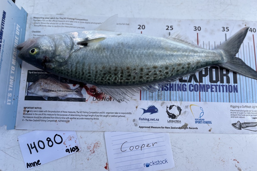 Anne Lindsay caught this 36.5cm Kahawai at Auckland during The Export NZ Fishing Competition