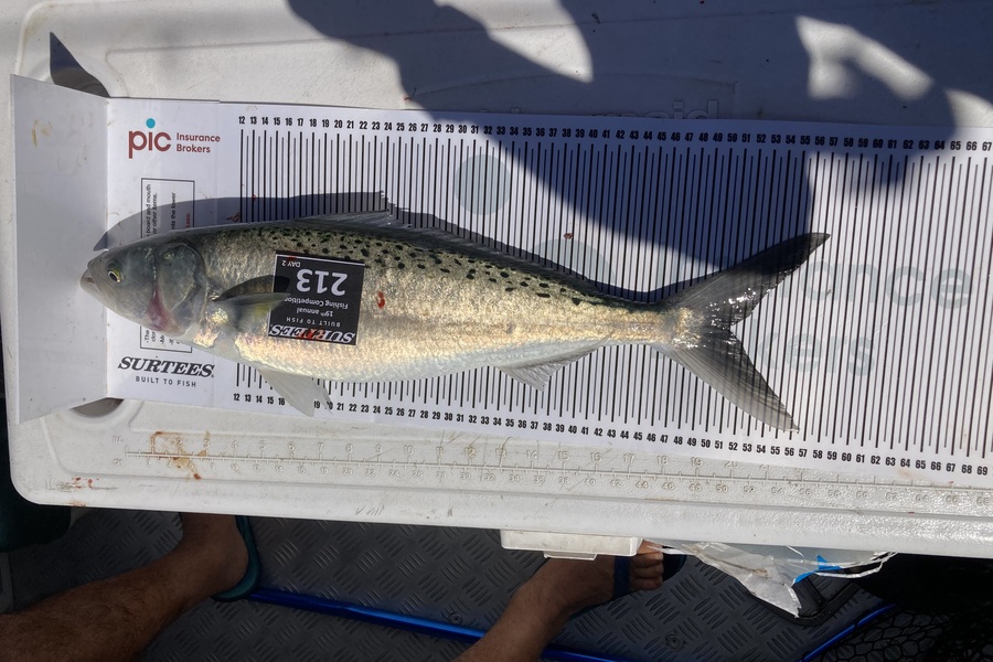 Frank Lamborn caught this 51.0cm Kahawai at Bay of Plenty during The Export NZ Fishing Competition