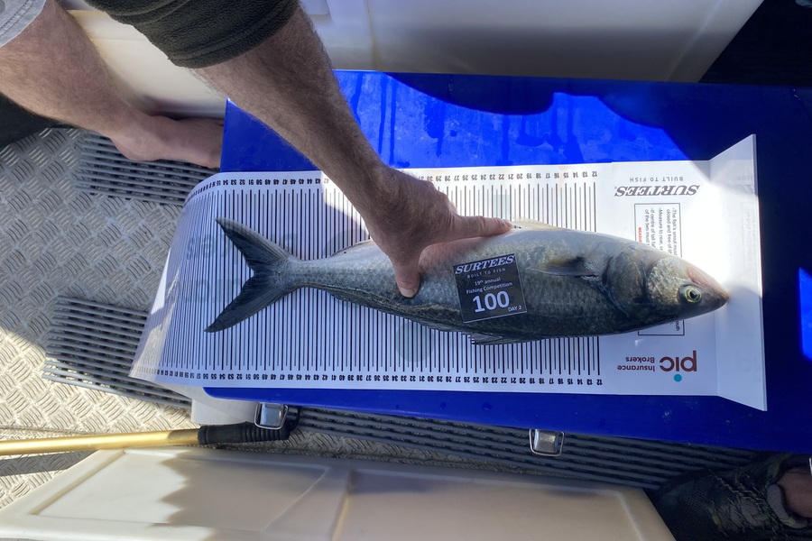 Dean Terlesk caught this 50.5cm Kahawai at Bay of Plenty during The Export NZ Fishing Competition