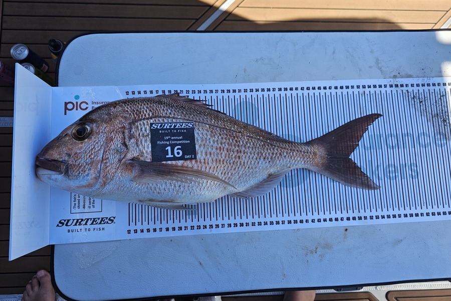 Michael Cooke caught this 49.0cm Snapper at Bay of Plenty during The Export NZ Fishing Competition