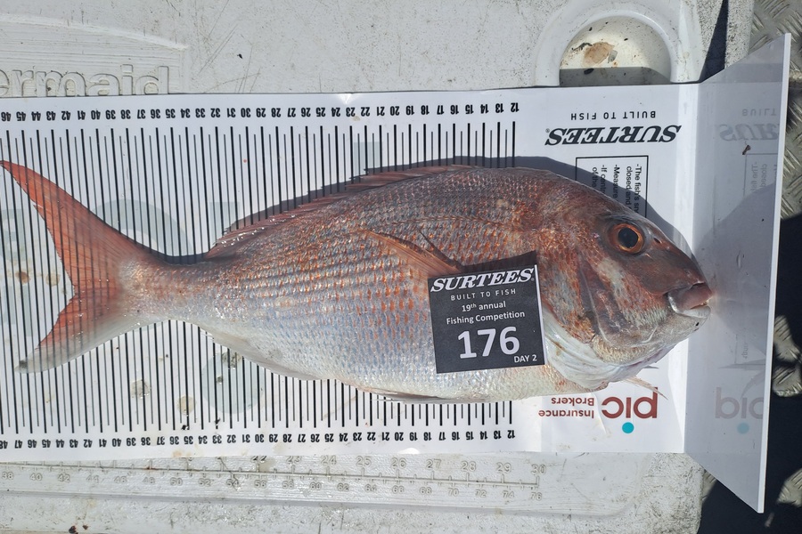 Andrew  Melville caught this 42.0cm Snapper at Bay of Plenty during The Export NZ Fishing Competition