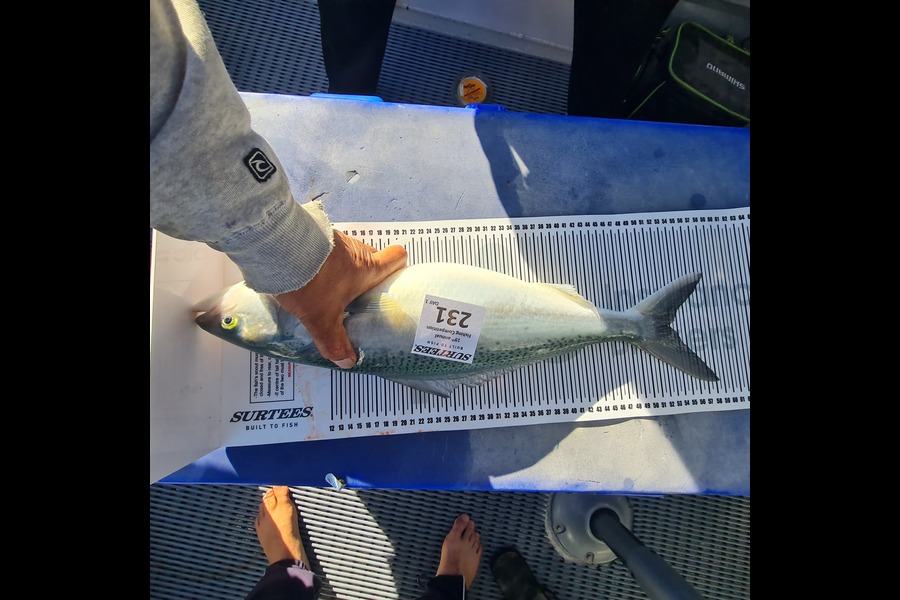 Patrick Wetini caught this 52.5cm Kahawai at Bay of Plenty during The Export NZ Fishing Competition