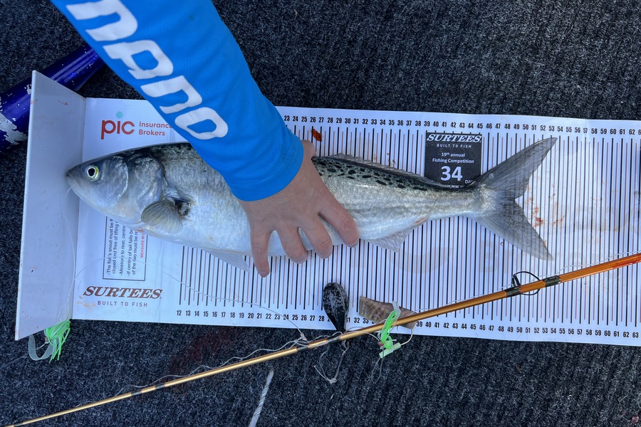 Susan Warren caught this 49.0cm Kahawai at Bay of Plenty during The Export NZ Fishing Competition