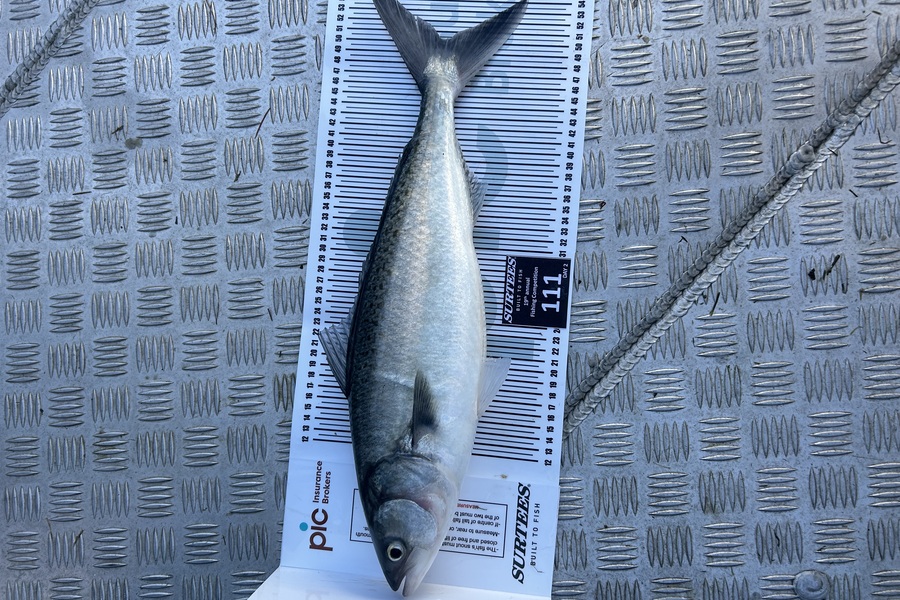 Katie Fairweather caught this 50.0cm Kahawai at Bay of Plenty during The Export NZ Fishing Competition