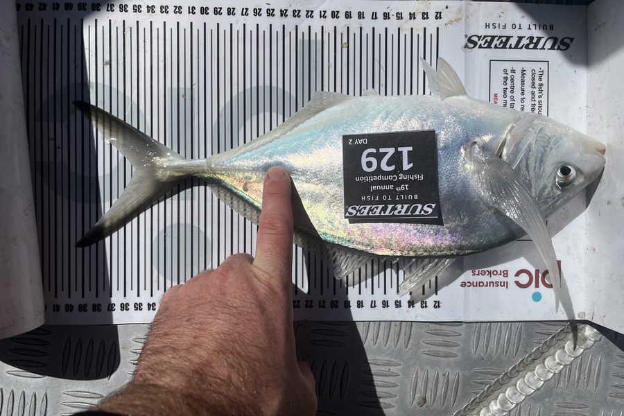 Campbell Ware caught this 35.0cm Trevally at Bay of Plenty during The Export NZ Fishing Competition