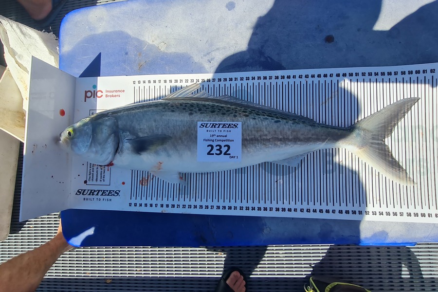 Caleb Olsen caught this 54.5cm Kahawai at Bay of Plenty during The Export NZ Fishing Competition