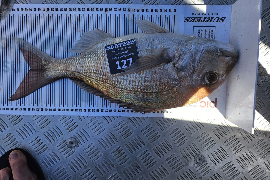 Paul Ware caught this 44.5cm Snapper at Bay of Plenty during The Export NZ Fishing Competition