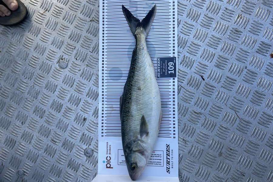 Stu Fairweather caught this 48.0cm Kahawai at Bay of Plenty during The Export NZ Fishing Competition