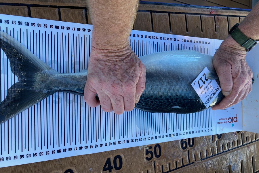 Nick Hewer-Hewitt caught this 56.5cm Kahawai at Bay of Plenty during The Export NZ Fishing Competition