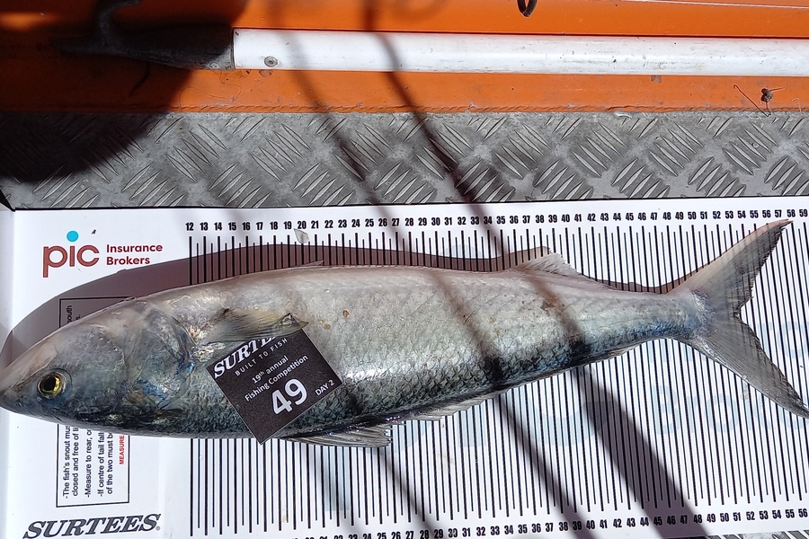 Lindsay Hunt caught this 53.0cm Kahawai at Bay of Plenty during The Export NZ Fishing Competition
