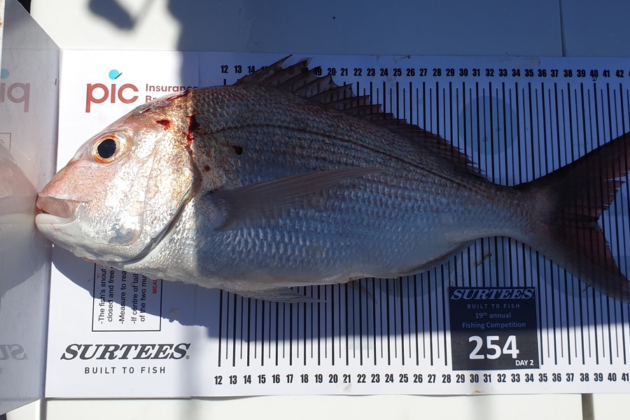 Matt Keys caught this 39.5cm Snapper at Bay of Plenty during The Export NZ Fishing Competition