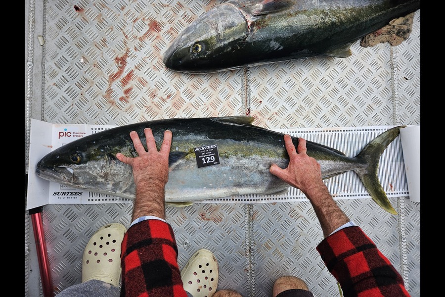 Campbell Ware caught this 110cm Kingfish at Bay of Plenty during The Export NZ Fishing Competition