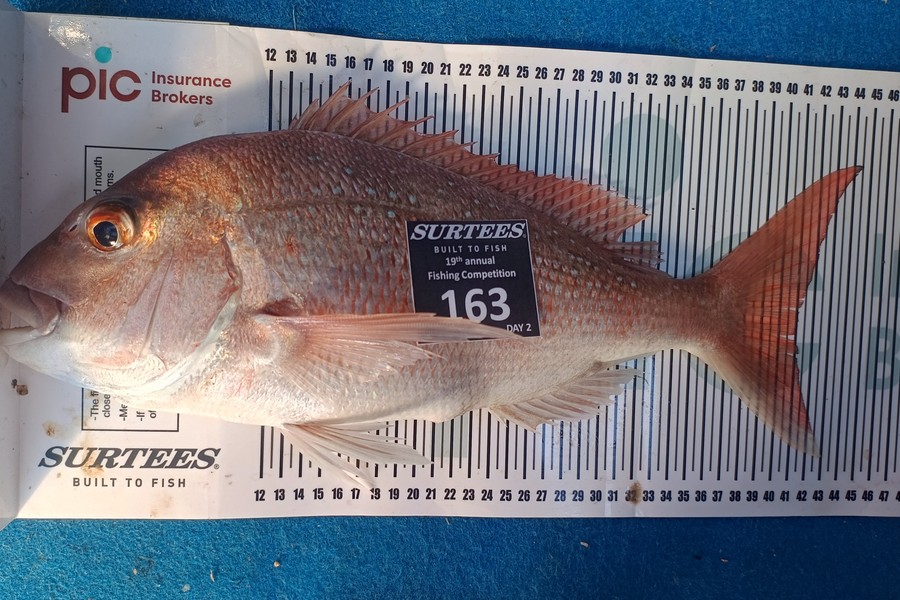 Janice Pauline Lee caught this 41.0cm Snapper at Bay of Plenty during The Export NZ Fishing Competition