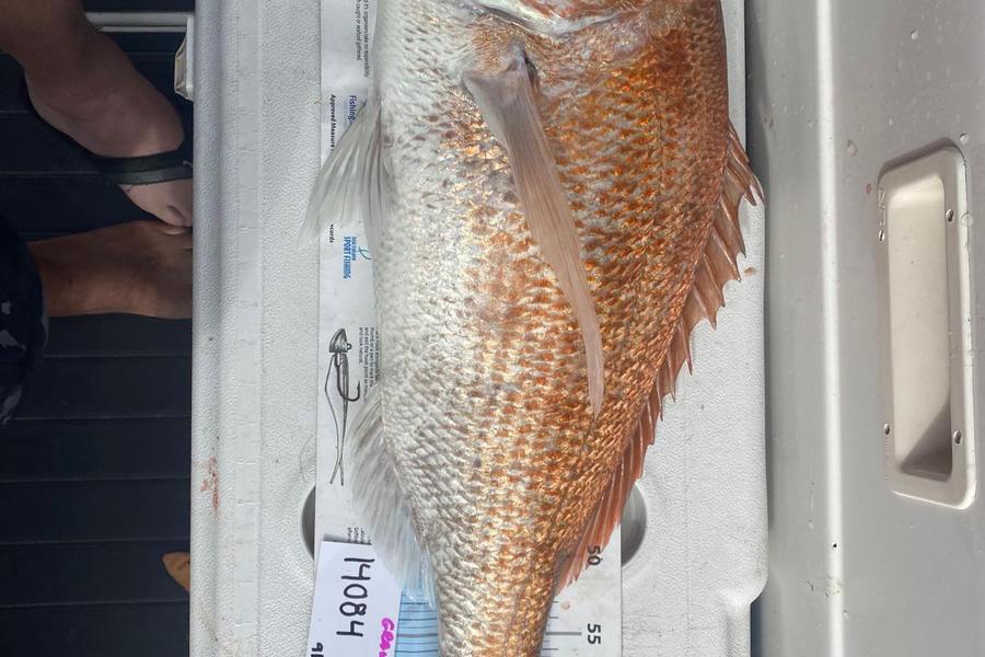 Greg Strachan caught this 68.0cm Snapper at Auckland during The Export NZ Fishing Competition