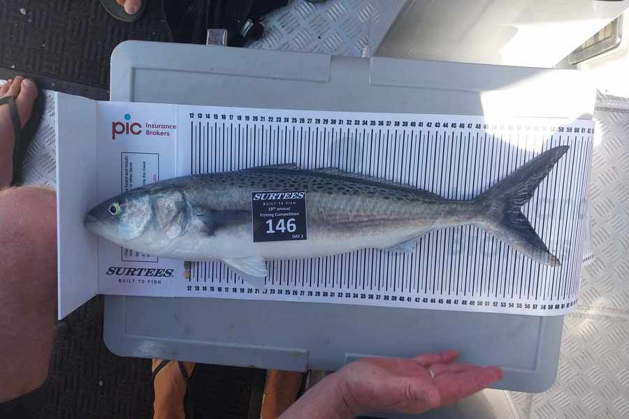 Bryce Heard caught this 54.0cm Kahawai at Bay of Plenty during The Export NZ Fishing Competition
