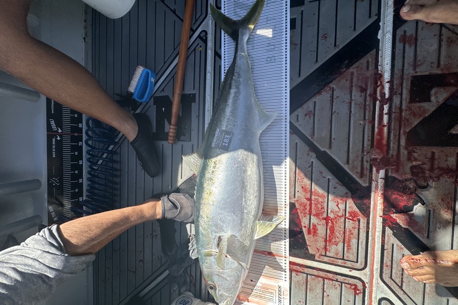 Calvin Carter caught this 106cm Kingfish at Bay of Plenty during The Export NZ Fishing Competition