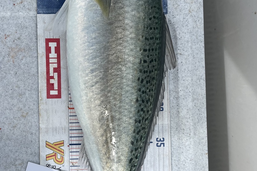Brendan Lochead caught this 49.5cm Kahawai at Auckland during The Export NZ Fishing Competition