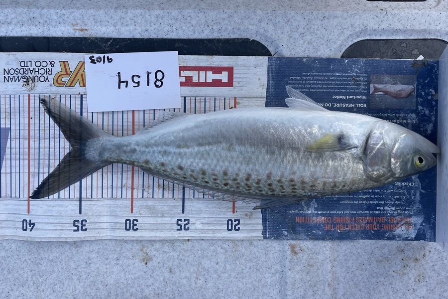 Brendan Lochead caught this 35.5cm Kahawai at Auckland during The Export NZ Fishing Competition