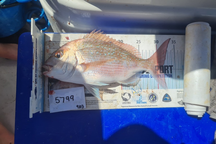 Hadlee Jordan caught this 31.5cm Snapper at Auckland during The Export NZ Fishing Competition