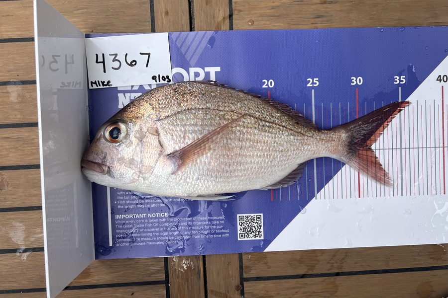Mike Symonds caught this 31.0cm Snapper at Auckland during The Export NZ Fishing Competition
